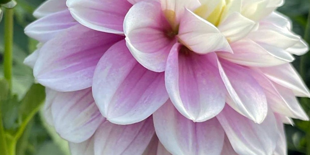 Георгин Свит Лусиль Sweet Lucille