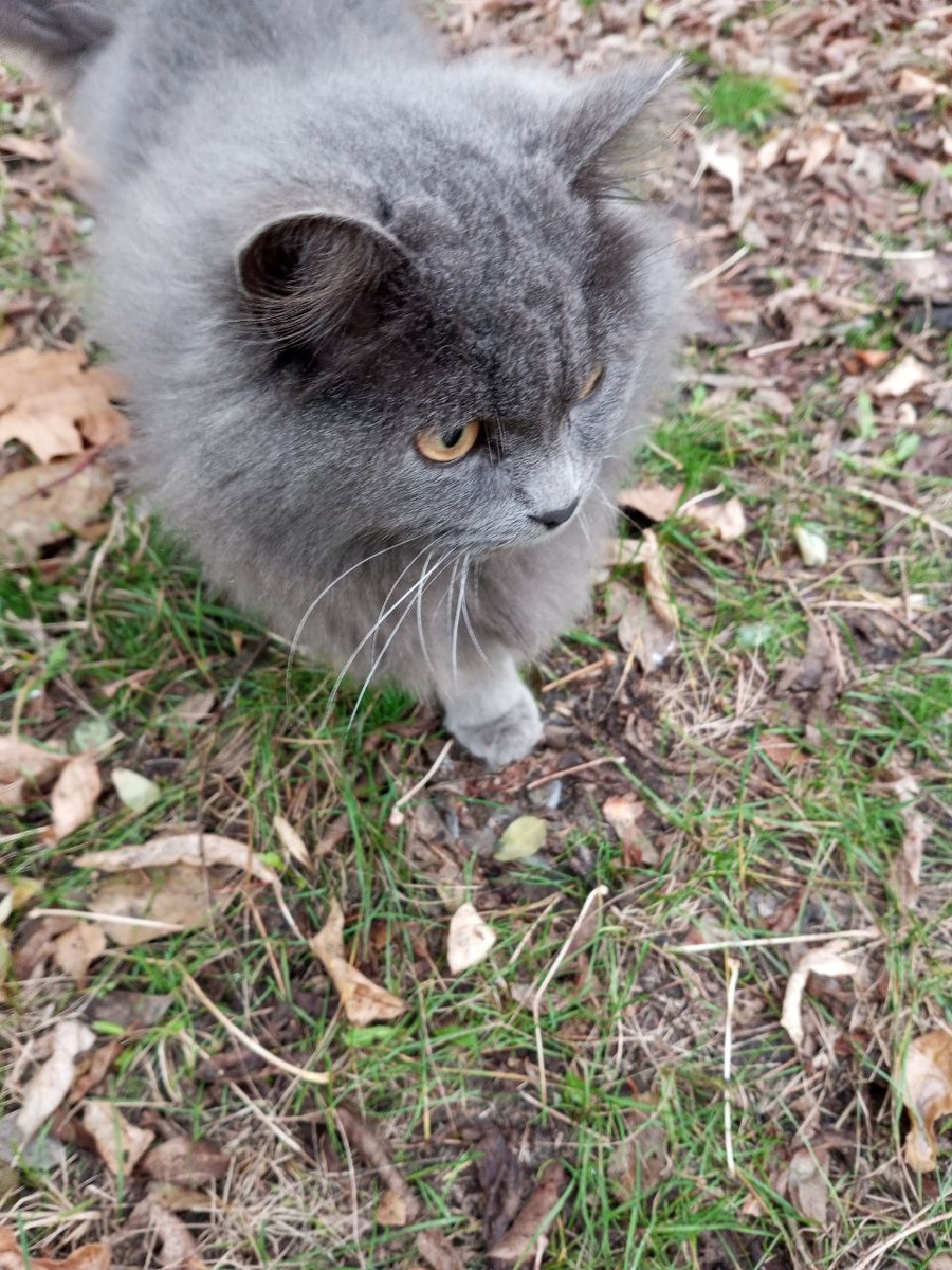 Наш Жорик похож на Лариса