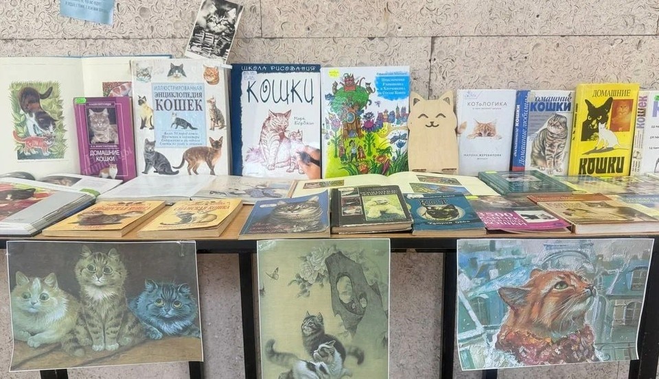    В Луганской молодёжной библиотеке можно посмотреть на котиков. Фото: Минкультуры ЛНР