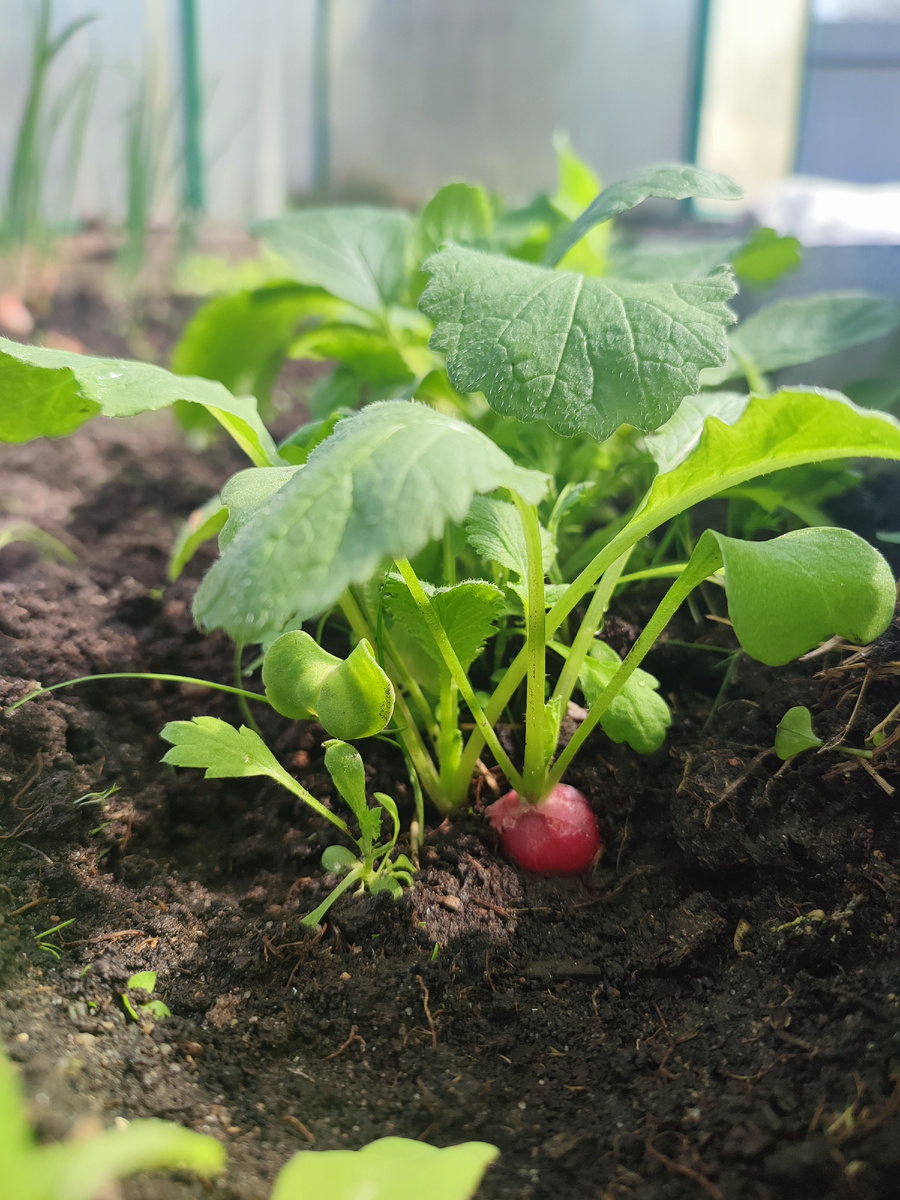 19 апреля 2025 год . Вот она долгожданная моя редиска