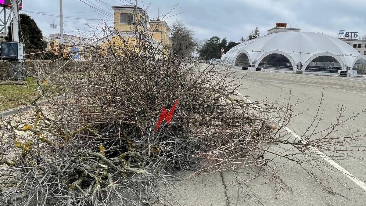    Наш корреспондент выяснила у рабочих, что те спиливают старые аварийные деревья, и беспокоится не о чем   newstracker.ru