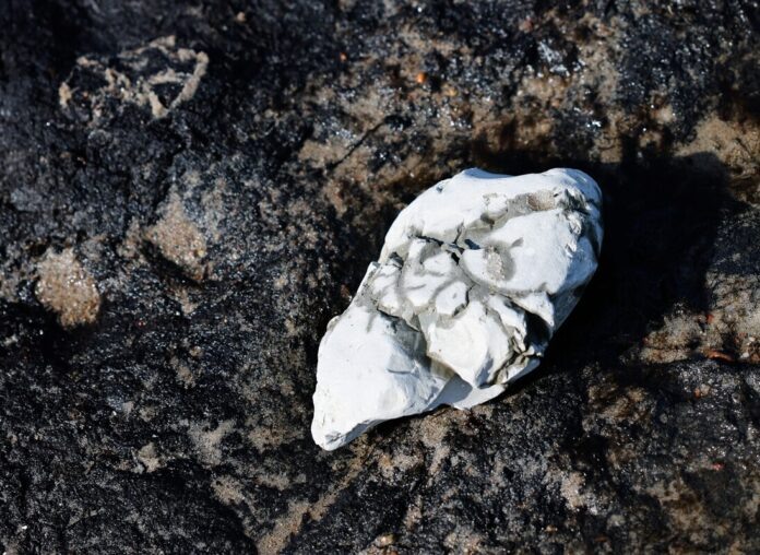    Древние губки: Недооцененная сила, преобразившая строительную индустрию.