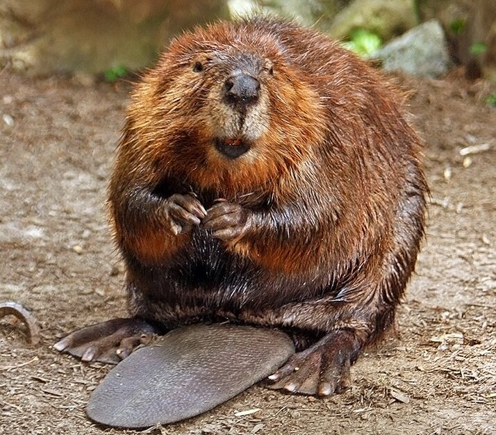 Уселся на свой же хвост. Видимо, - удобненько. (Фото Steve from Washington, DC, CC BY-SA 2.0)