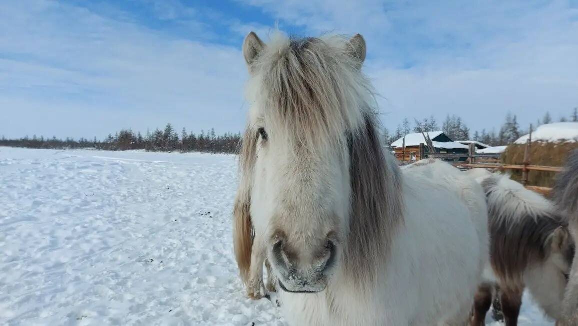 Якутская лошадь индигирского типа, Абыйский улус. Фото: директор ФГБНУ «ВНИИ коневодства» Александр Зайцев