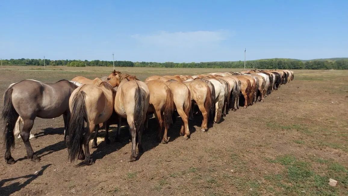 Табун башкирских лошадей, Уфимский конный завод. Фото: директор ФГБНУ «ВНИИ коневодства» Александр Зайцев