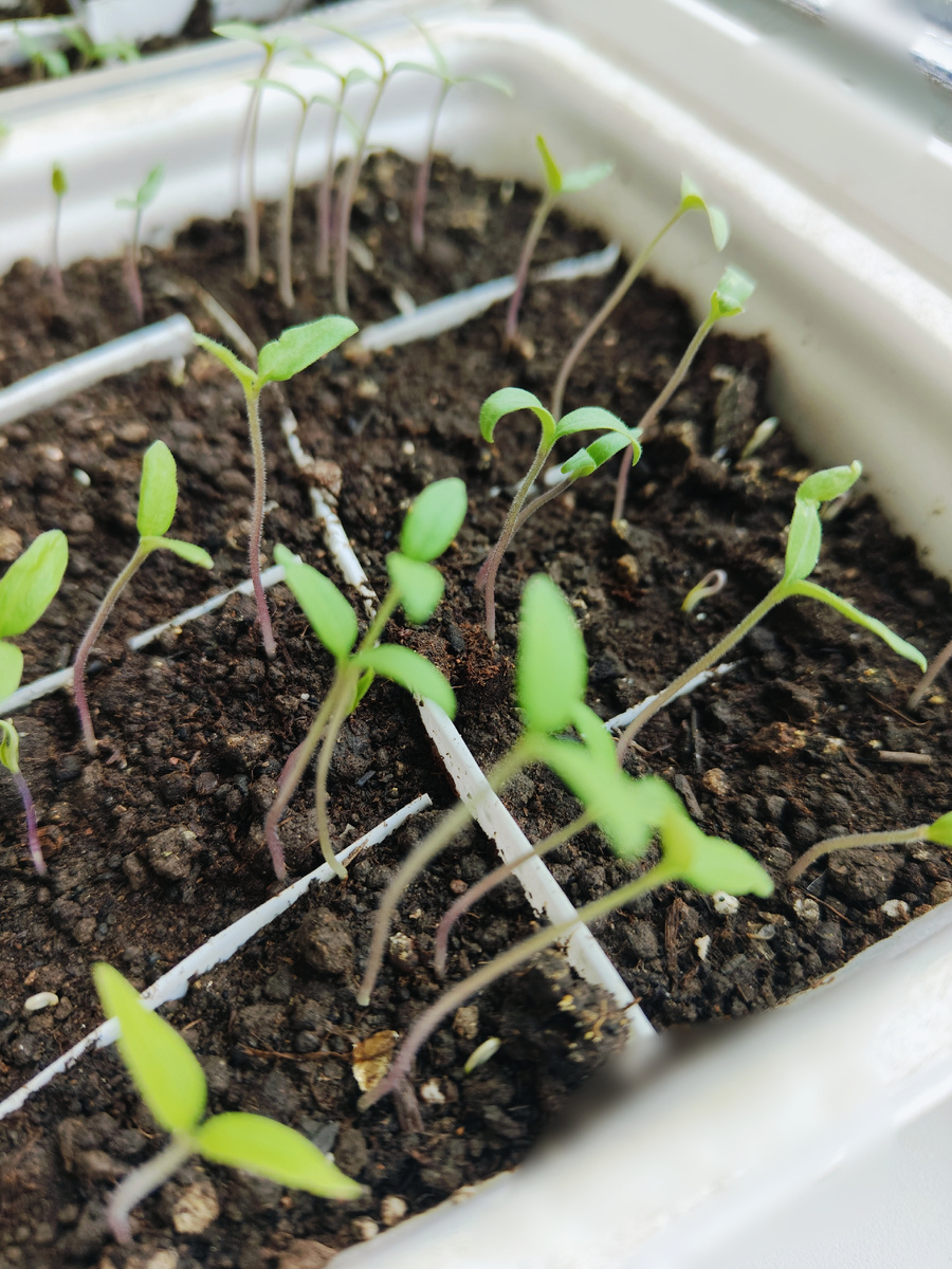 Тоненькие стебельки жадно, с интересом тянутся к свету, заглядывая через друг друга: а что там? 