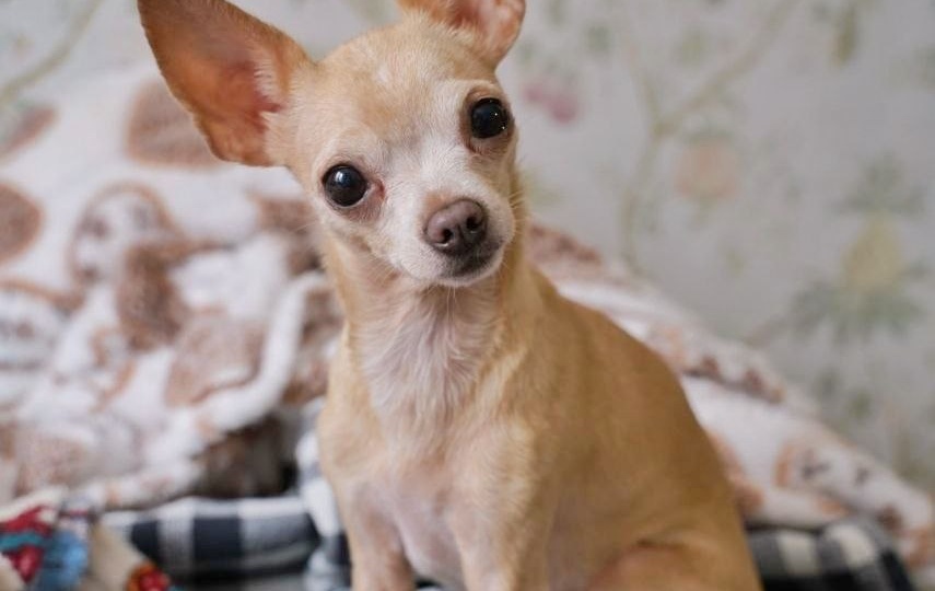 Ищет дом Инигма - собачка невидимка. Она не виновата, что после предательства ей страшно вновь поверить людям...