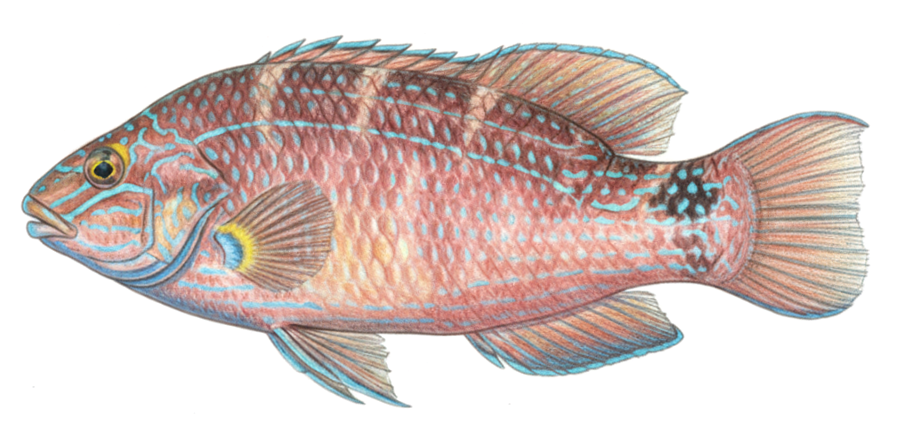 Symphodus mediterraneus