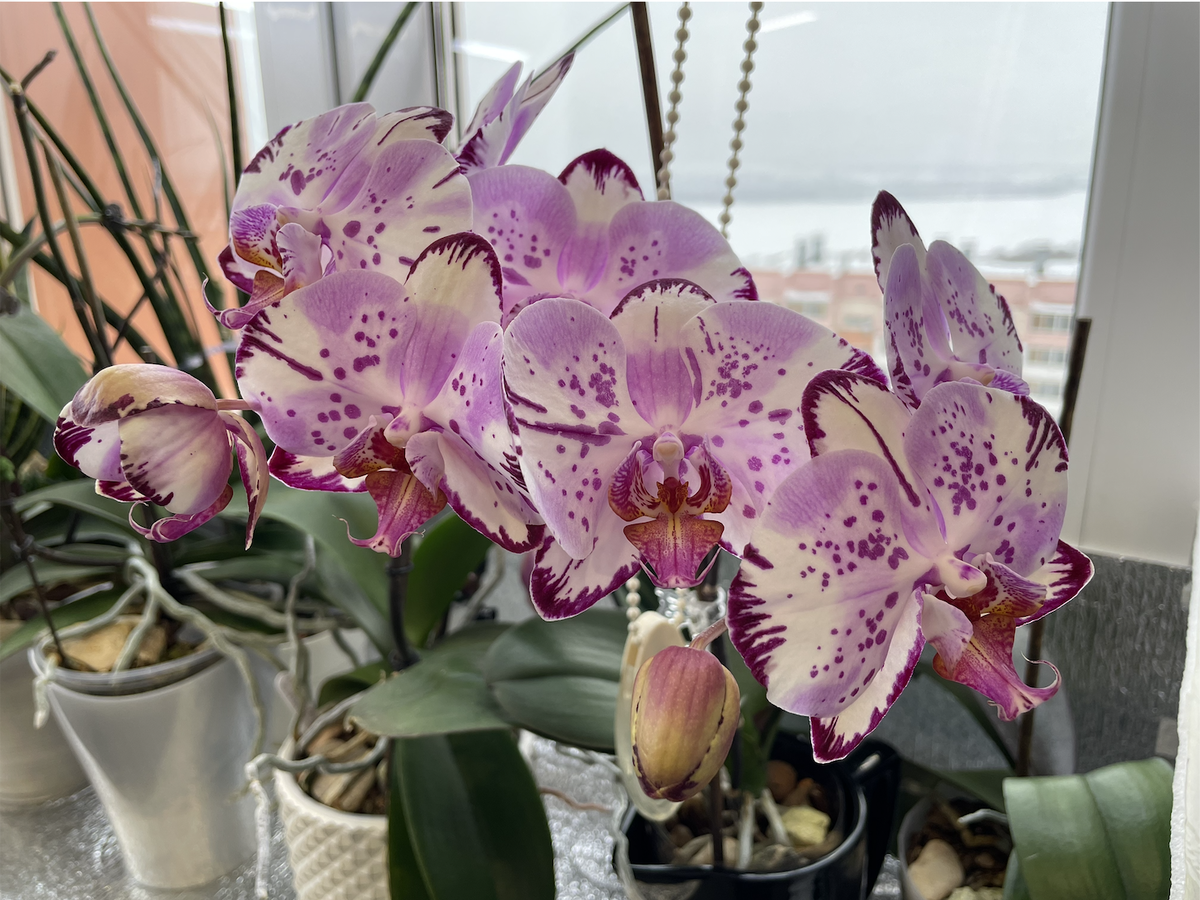 Орхидея фаленопсис Алмазное Небо / Phalaenopsis Diamond Sky. Орхидеи С Еленой Кузнецовой