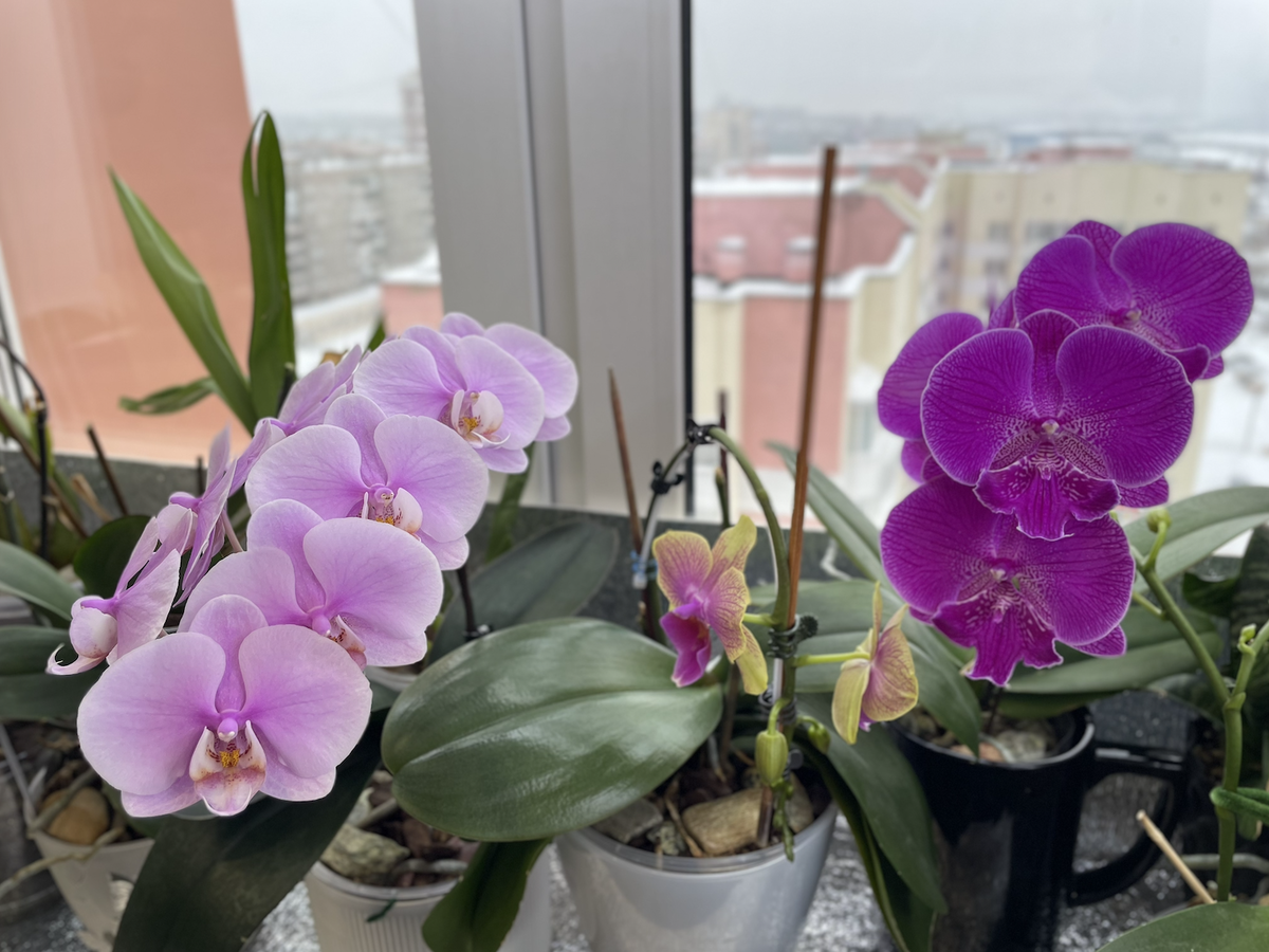 Зимнее цветение домашних орхидей: фаленопсисы Леди Маргарет, Павлина,Биг Лип Галакси. Орхидеи С Еленой Кузнецовой 