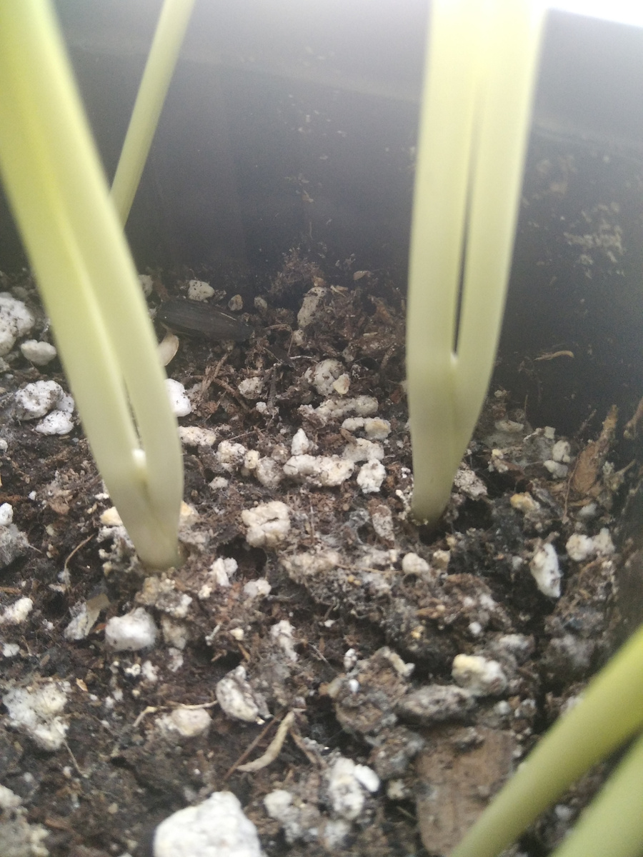 Какой-то луковичный первоцвет