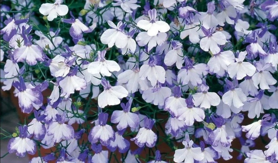 Lobelia erinus