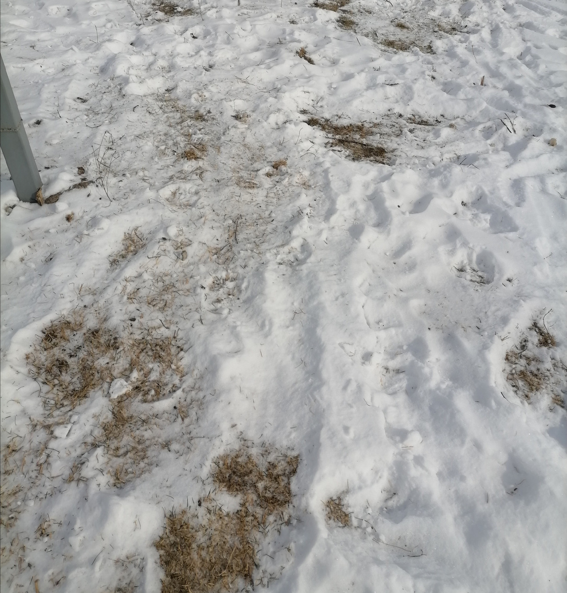 Всю тропинку искатали. 