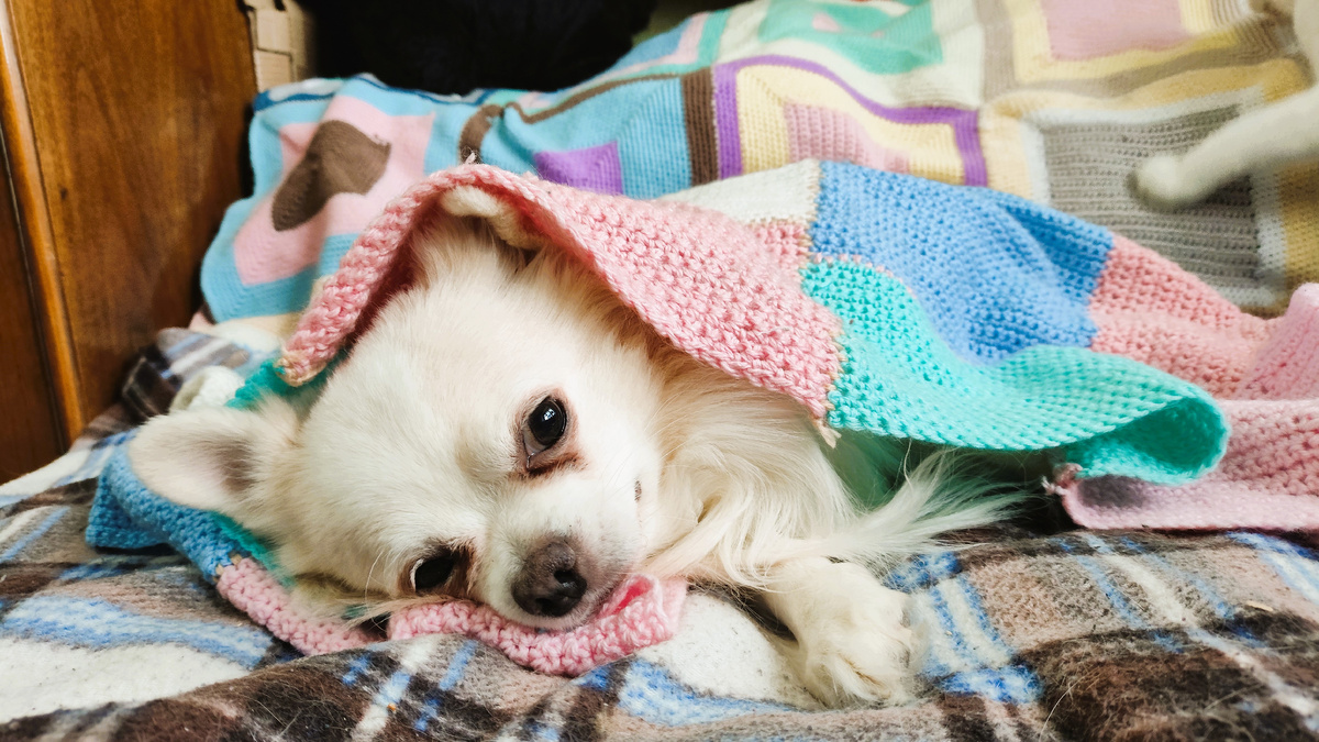 фото автора: а я бы и диван ваш вскопал, не правильно вы как -то на нем лежите...