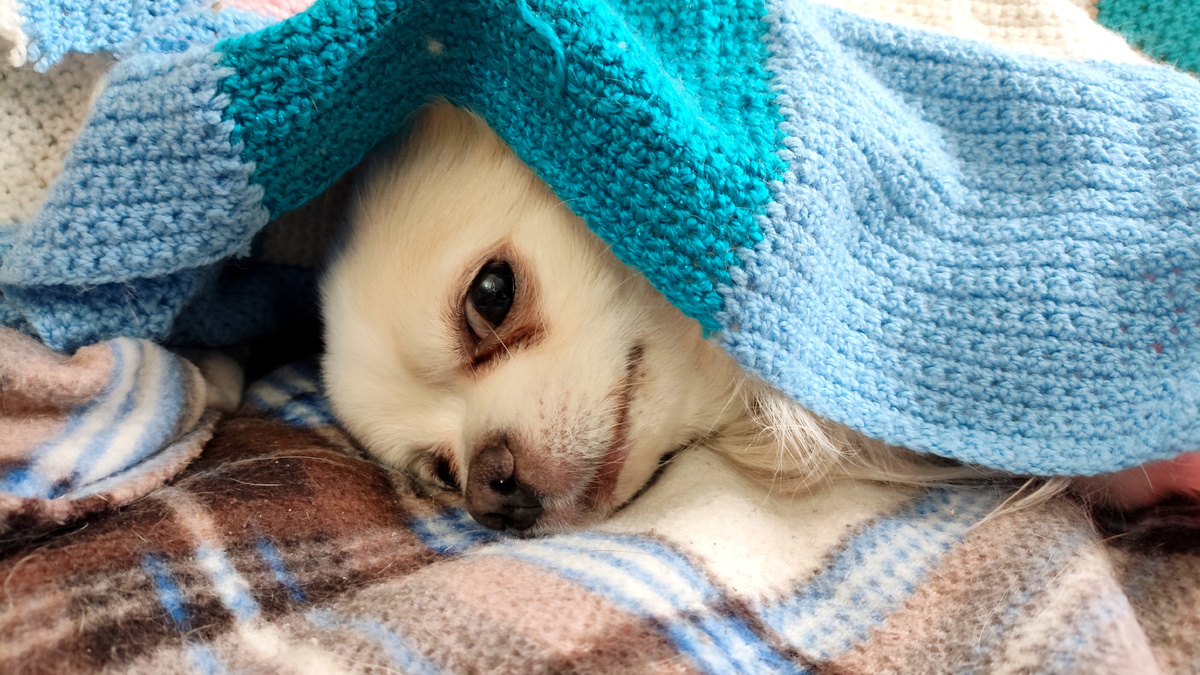 фото автора: ох и умаялся в неравном бою со шторкой!