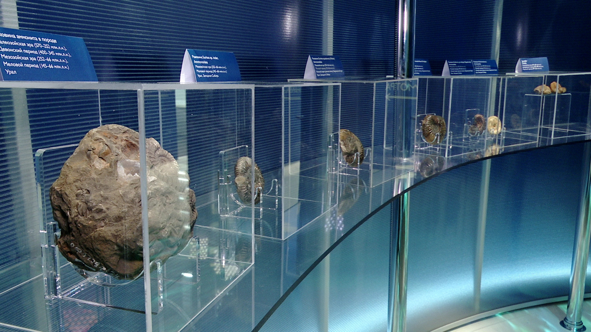 В экспозиции представлены окаменелости морских существ, живших на территории Западной Сибири миллионы лет назад

В самом сердце Тюмени, в Музейном комплексе имени Словцова, открылась долгожданная постоянная экспозиция "Увертюра. Врата Сибири", предлагающая уникальное погружение в многомиллионную историю края.
