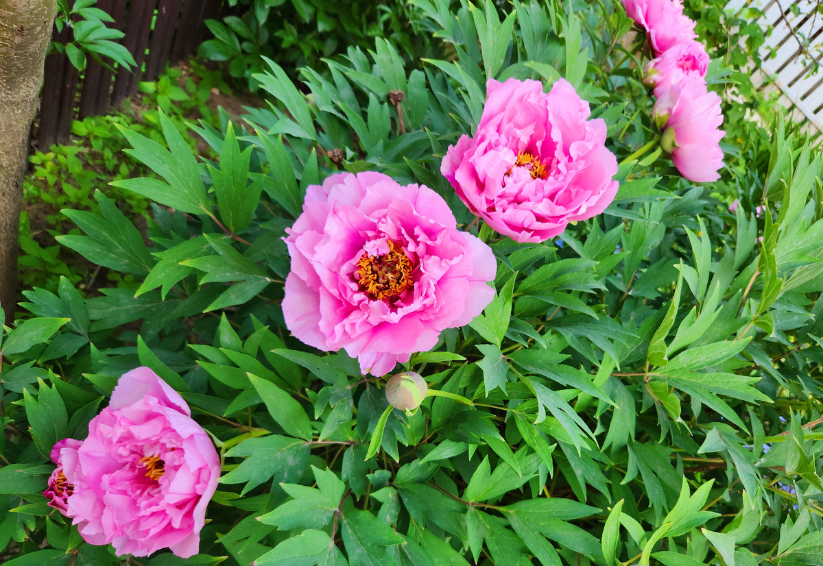 Древовидный пион