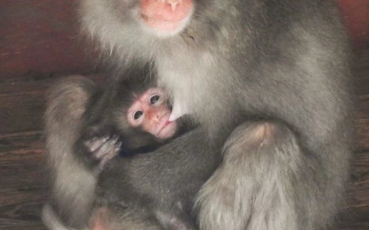    У детеныша макаки Панча заберут любимую игрушку, заменившую ему мать