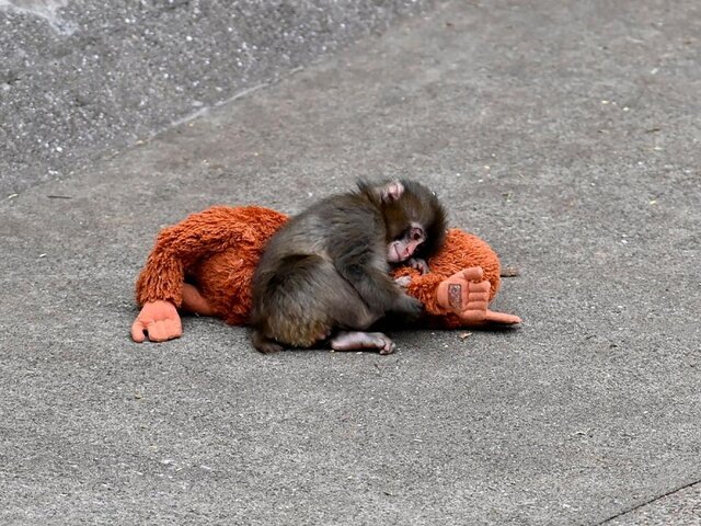    Фото: Getty Images/Anadolu/David Mareuil