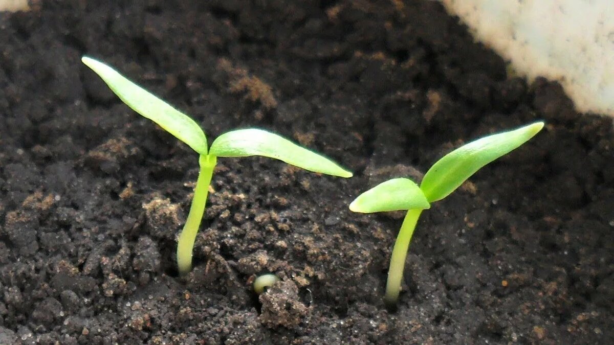 ростки томата