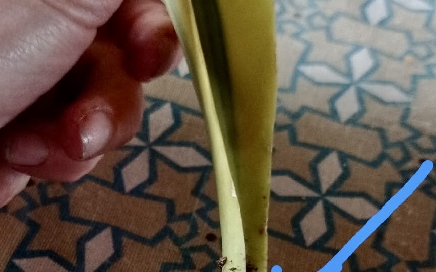 Как укоренить проблемный черенок сансевиерии и не сойти с ума