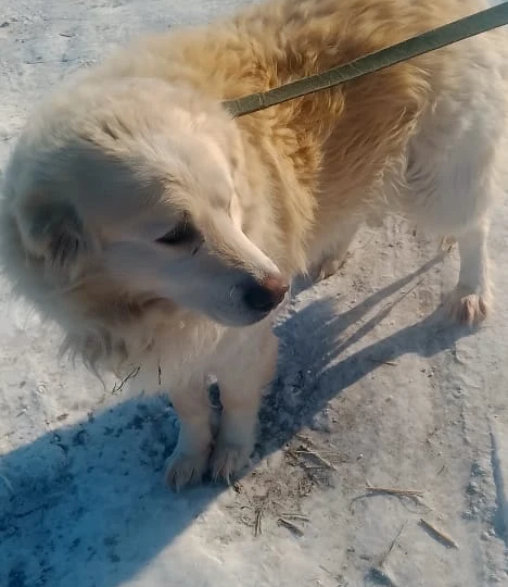 Нашему огромному приюту постоянно нужна ваша помощь!