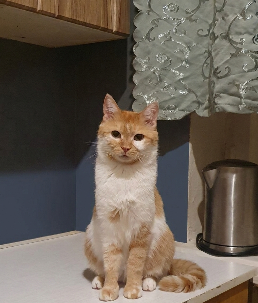 Человек, приходи за мной скорей