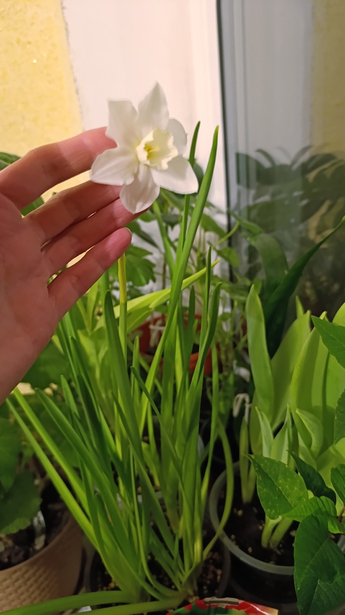 Из нарциссов распустился только один, из тюльпанов - ни одного. Почему, читайте статью до конца