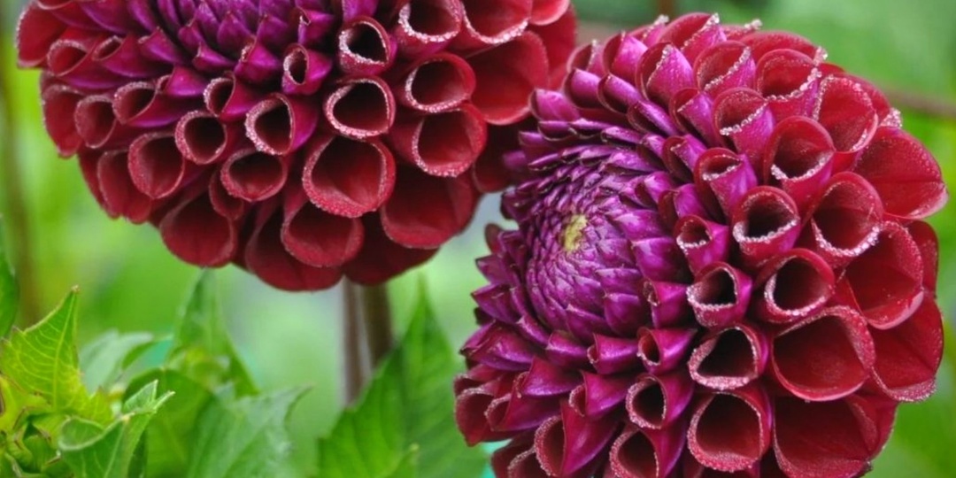 Георгин Иванетти / Dahlia Ivanetti