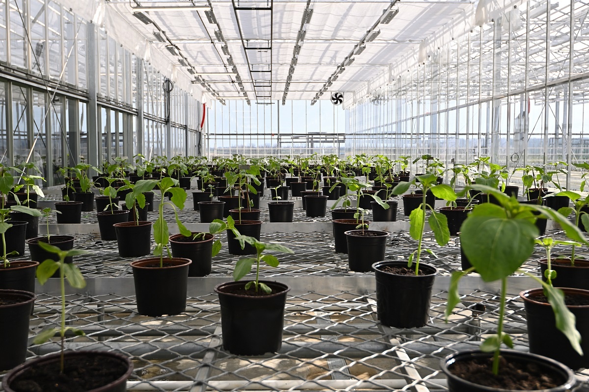    Фото: официальный сайт правительства Адыгеи, источник: adygheya.ru