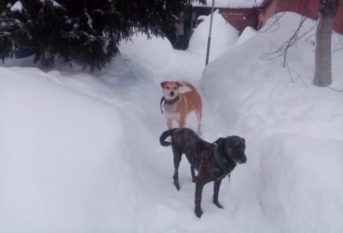    Тысячи рязанцев обратились в ЦУР с жалобами на уборку снега