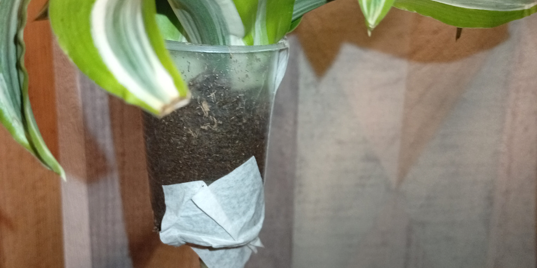 Драцена и Биркин: я это сделала, но вам не показала — и планы на весну