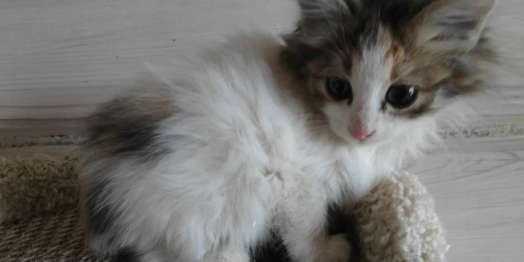 Котенок-отказник