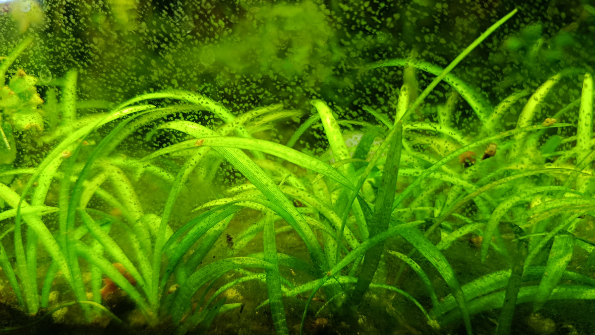 Ксенококус