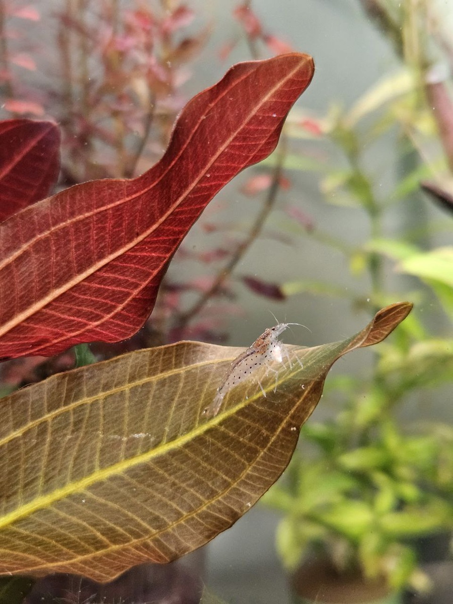 Фотограф-аквариумист 🎀Ю🎀