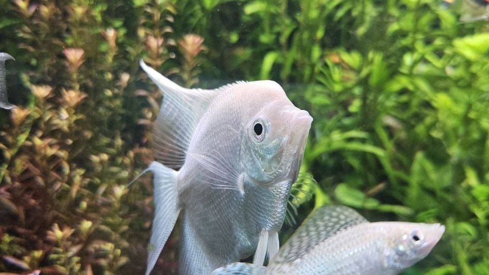 Как восстановить заброшеный аквариум: пошаговый алгоритм реанимации