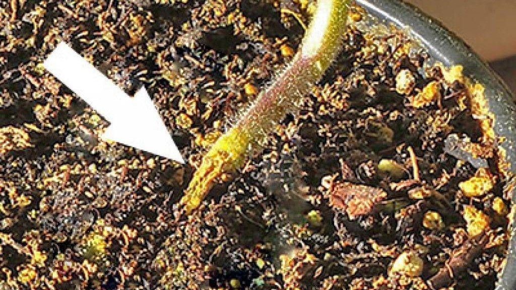 Чёрная ножка у рассады томатов: первые симптомы, лечение и 5 мер профилактики до появления болезни