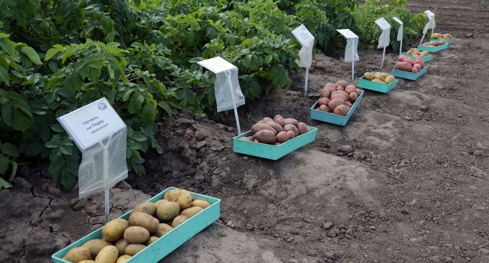    Праздник фермеров в агрофирме «Седек» Каширского района / Медиасток.рф