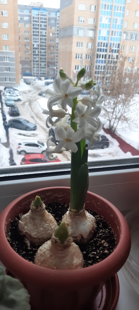 Один распутился, а два и не собираются 😡