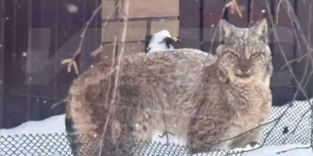 Разыскиваемая в Ижевске рысь погибла
