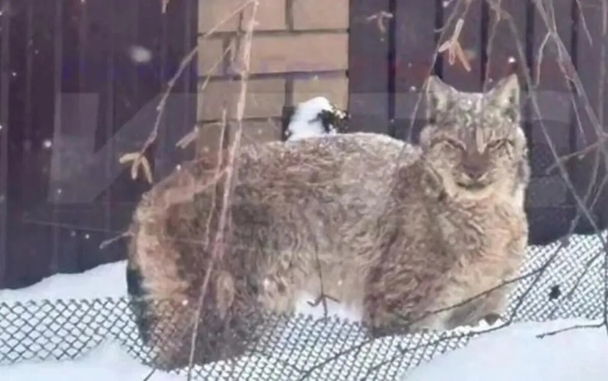    Разыскиваемая в Ижевске рысь погибла