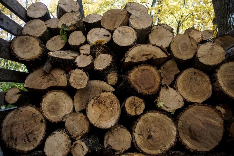    Предприниматель незаконно вырубил 325 деревьев. Светлана МАКОВЕЕВА