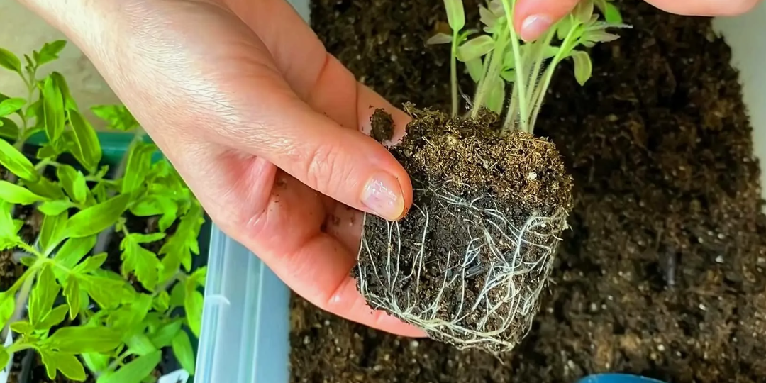 Пикировка рассады: пошаговая инструкция для начинающих