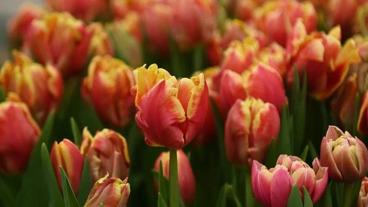 Фото: министерство сельского хозяйства и продовольствия Рязанской области