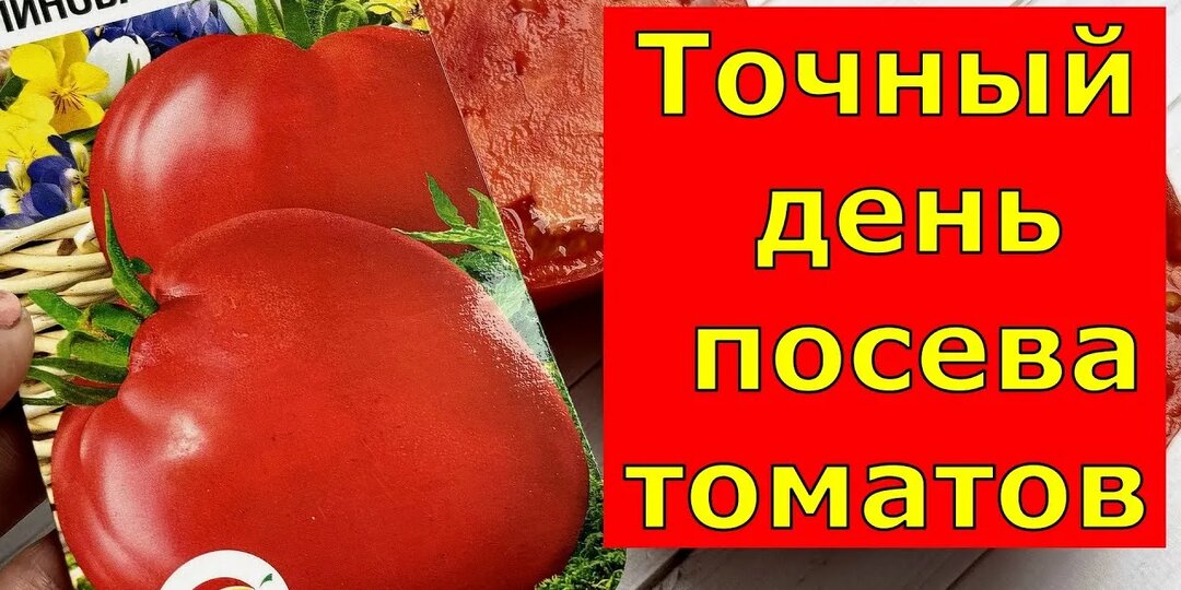 Когда сеять томаты на рассаду в марте: точные сроки по лунному календарю и регионам