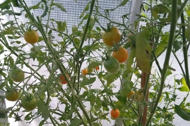    Фото: Светлана Турова Помидоры вырастают под два метра высотой.