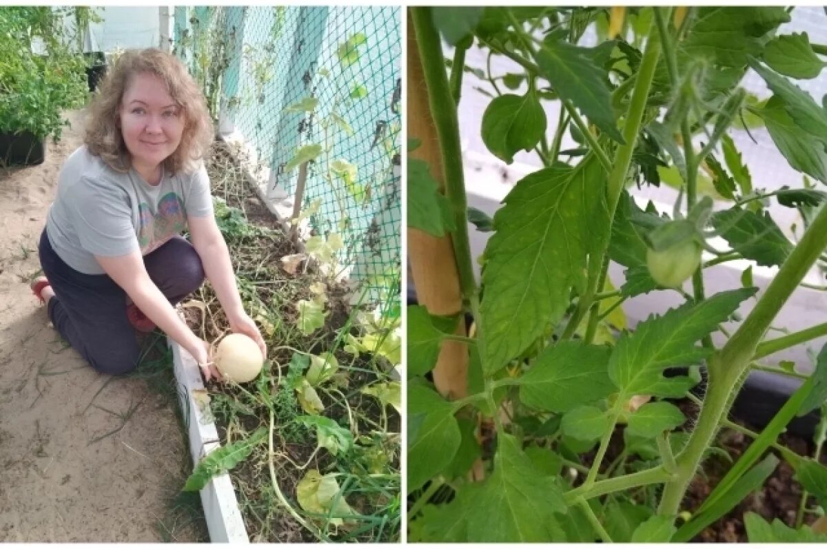    Светлана выращивает в северных условиях даже дыни.