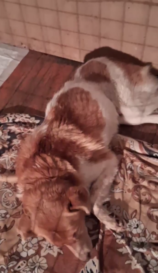 Это наш новенький. Назвали мы его Лучик.