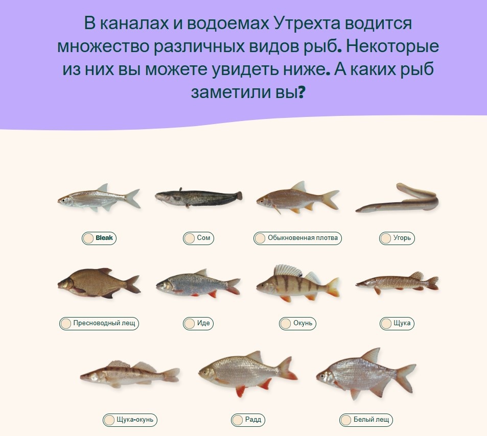 Эти рыбы встречаются в кадре видеозвонка чаще всего (каталог с visdeurbel.nl)