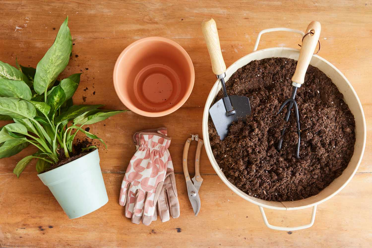 пересадка комнатных растений, весна 2026